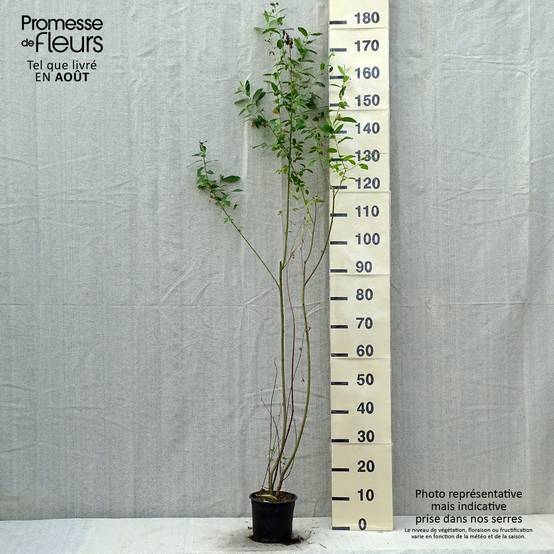 Salix cinerea - Saule cendré Pot de 2L/3L - Image 2