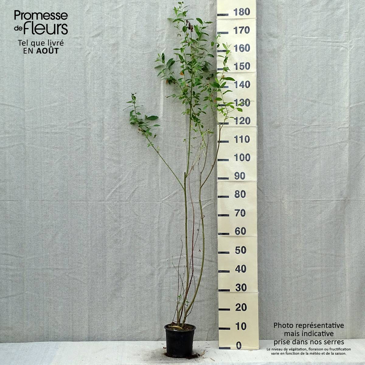 Salix cinerea - Saule cendré  Pot de 2L/3L - Image 2