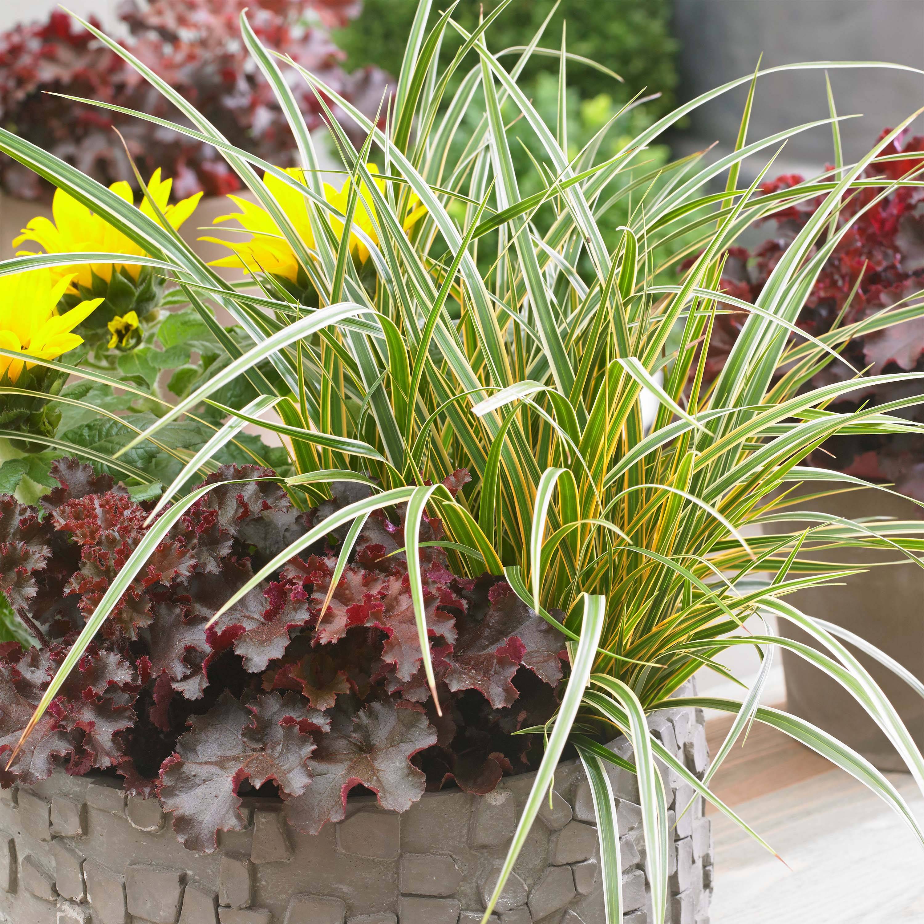 Promesse de Fleurs - Carex oshimensis Everglow - Laîche d'Oshima Pot de 1,5L/2L