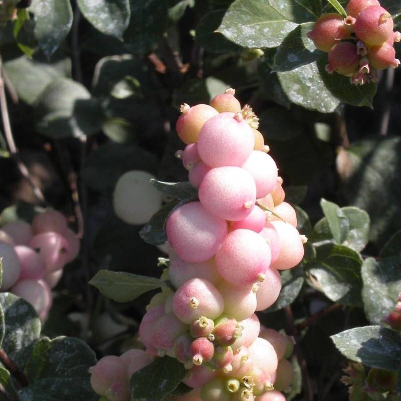 Symphorine Hancock, Symphoricarpos à fleurs Blanche - feuillage Caduc - Pot de 3L - 20/40 cm- hauteur à maturité De 2,50 m à 3,00 m - Image 1