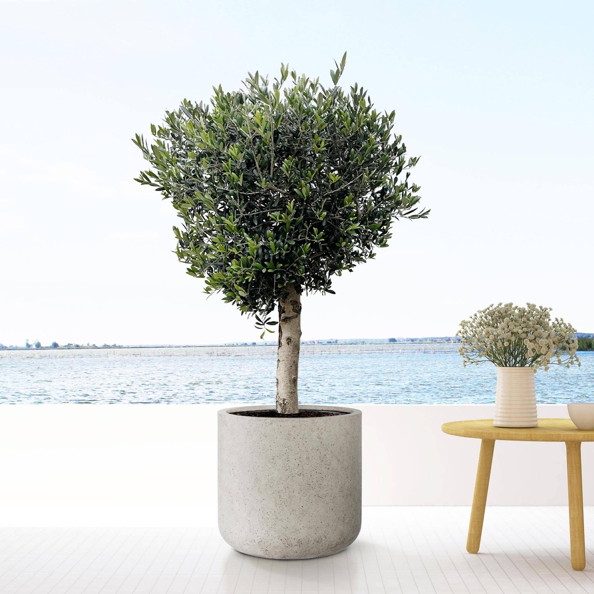 Pot Jumbo Charlie Lavé Beige 50cm- La Green Touch - Image 2