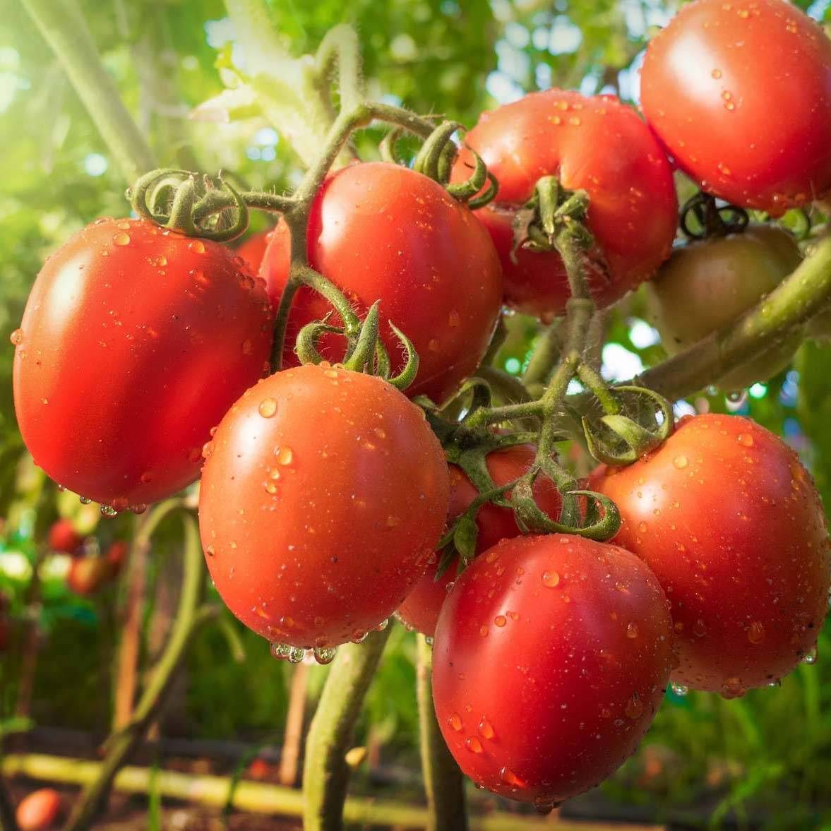 Tomate Nagina F1 en plants Mini-motte Ø 1,5/2,5 cm (par 5)