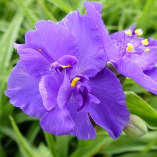 Ephémère de Virginie - Tradescantia virginiana Zwanenburg Blue Godet de 8/9 cm