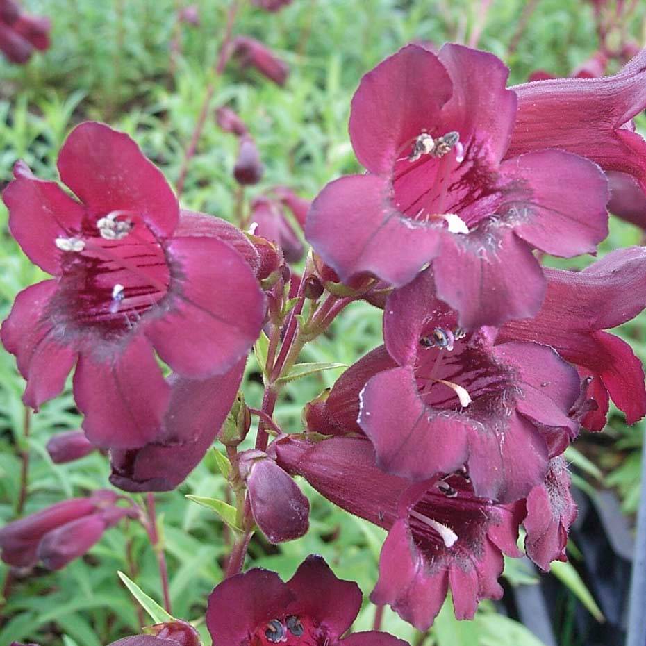 Penstemon Rich Ruby - Galane Godet de 7/8 cm