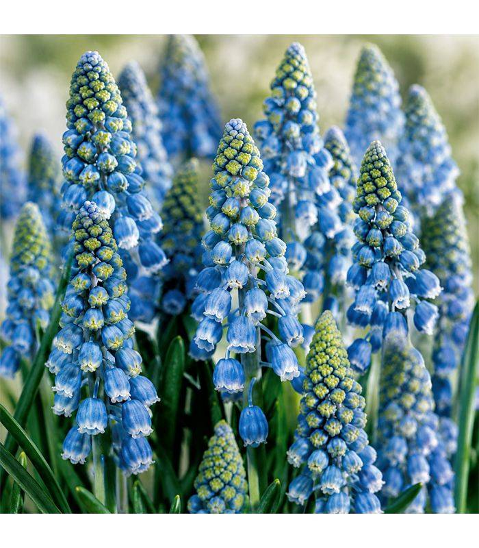 Muscari Armeniacum Sgaravatti 30 bulbes bleus, floraison printanière compacte idéale en bordure et massif - 617444