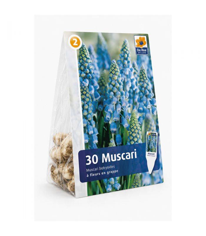 Muscari Armeniacum Sgaravatti 30 bulbes bleus, floraison printanière compacte idéale en bordure et massif - 617444 - Image 2