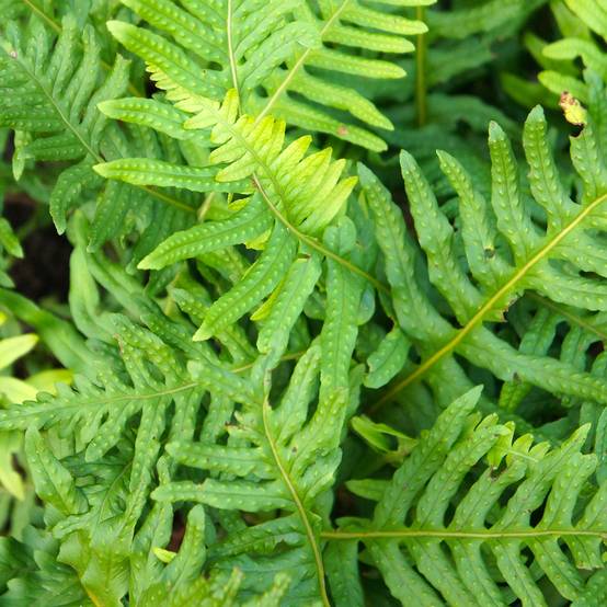 Polypodium Whitley Giant - Fougère, Polypode Godet de 8/9 cm