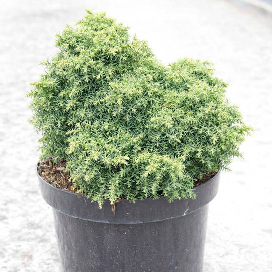 Cryptomeria japonica Yokohama Pot de 2L/3L - Image 1