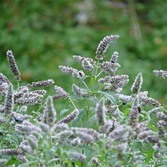 Menthe buddleia - Mentha longifolia Buddleja Godet de 8/9 cm