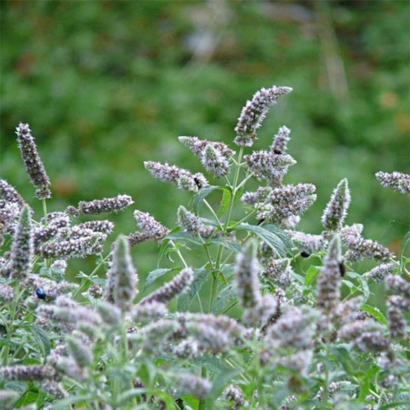 Menthe buddleia - Mentha longifolia Buddleja Godet de 8/9 cm