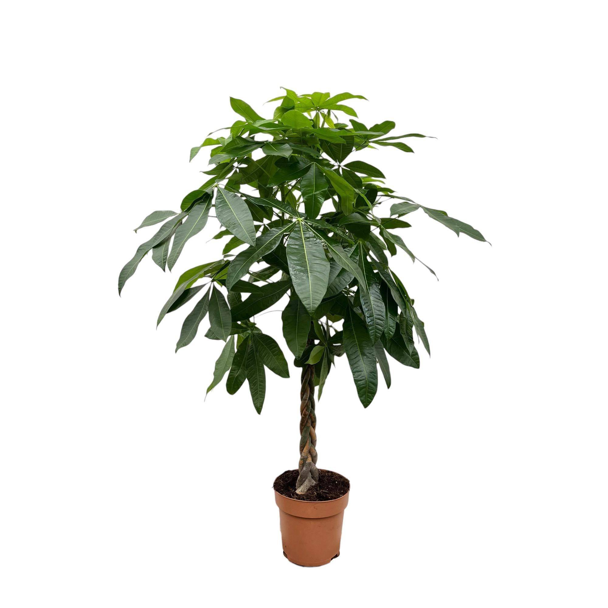La Green Touch - Pachira Aquatica - D27 H170cm