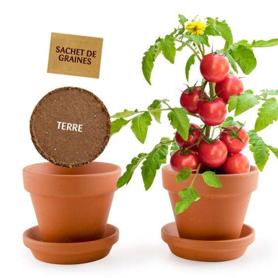 Radis et Capucine - Radis et Capucine - Kit plantation - Tomates Cerise bio - 8cm - Imagen 5