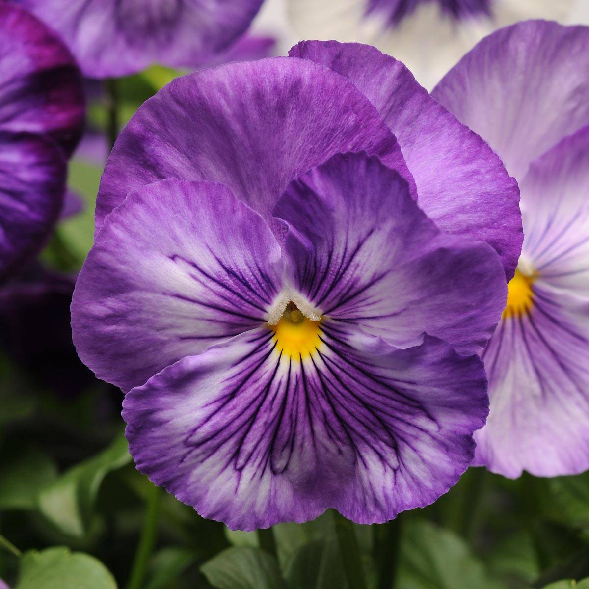 Promesse de Fleurs - Pensée Matrix Lavender Shades Mini-motte Ø 1,5/2,5 cm, Plant vert de 3 à 5 cm de haut environ (par 5)