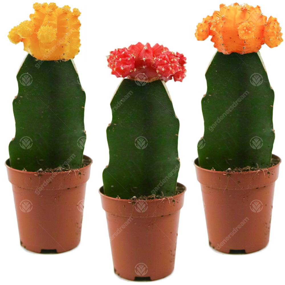 Gardenersdream - Assortiment Cactus Disco Plante D'Intérieur Pour Maison / Bureau Parfaite Pour Cadeau D'Invité De Mariage (Lot De 3) - GardenersDream - Imagen 1