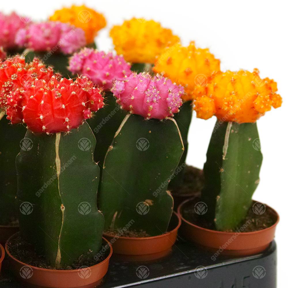 Gardenersdream - Assortiment Cactus Disco Plante D'Intérieur Pour Maison / Bureau Parfaite Pour Cadeau D'Invité De Mariage (Lot De 3) - GardenersDream - Imagen 5