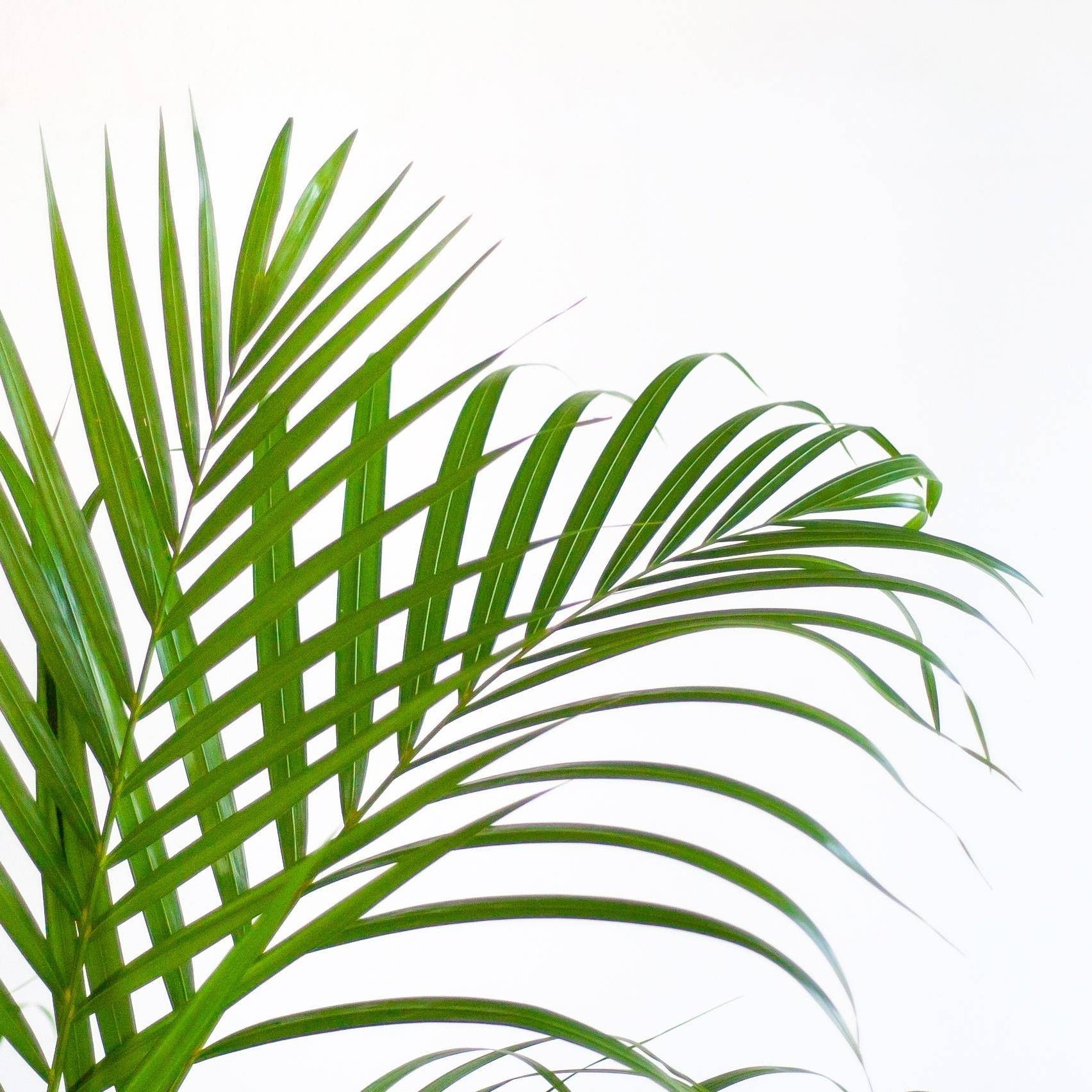 La Green Touch - Palmier Areca et son pot- La Green Touch Panier naturel - Hauteur 100cm - Image 4