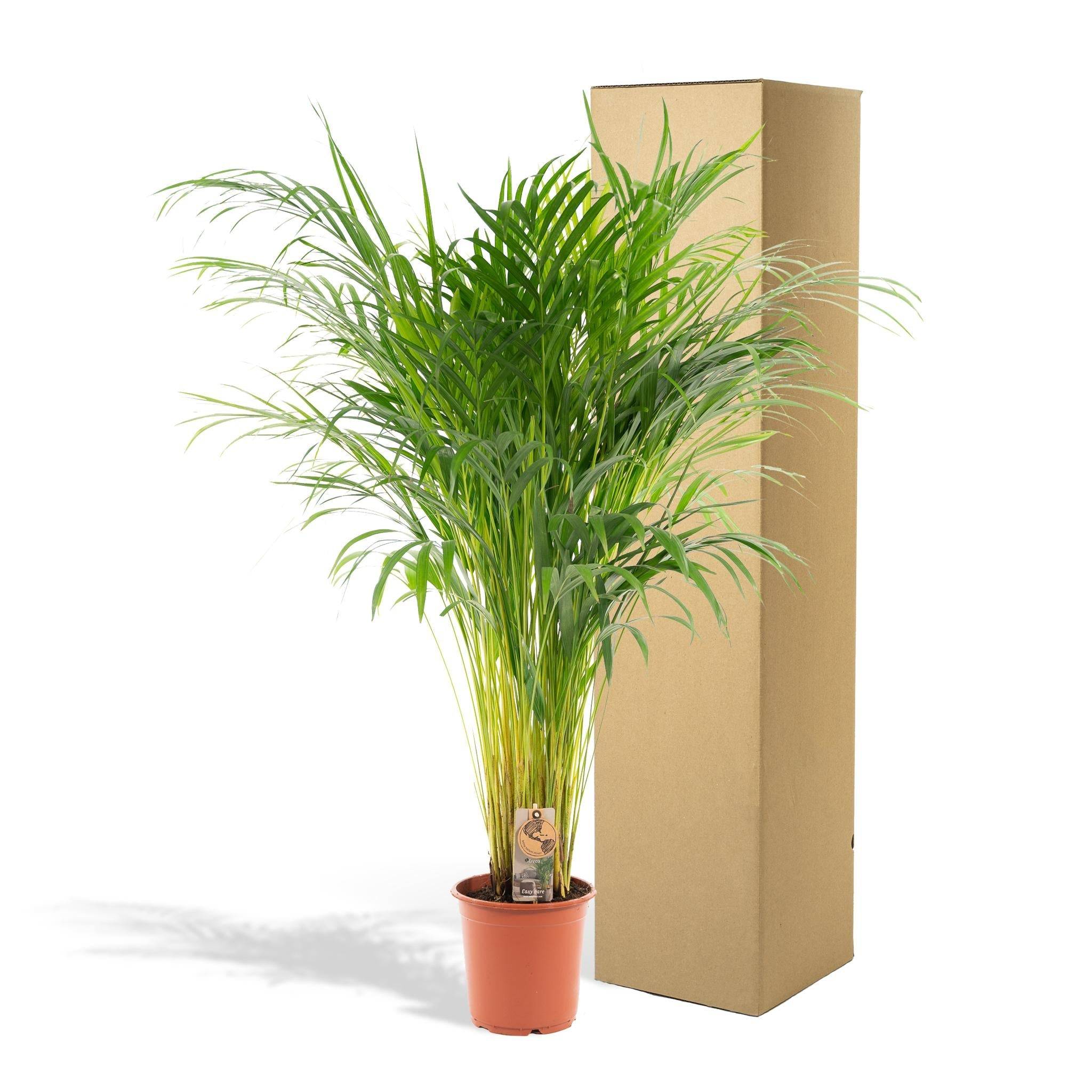 La Green Touch - Palmier Areca - Areca lutescens - Image 5