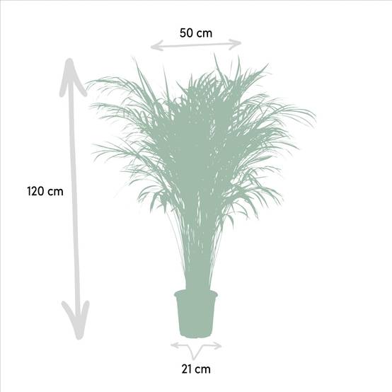 La Green Touch - Palmier Areca - Areca lutescens - Image 4