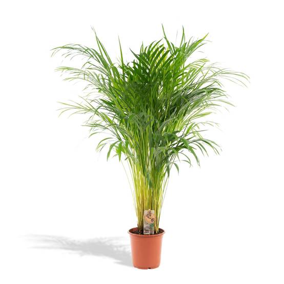 La Green Touch - Palmier Areca - Areca lutescens - Image 2