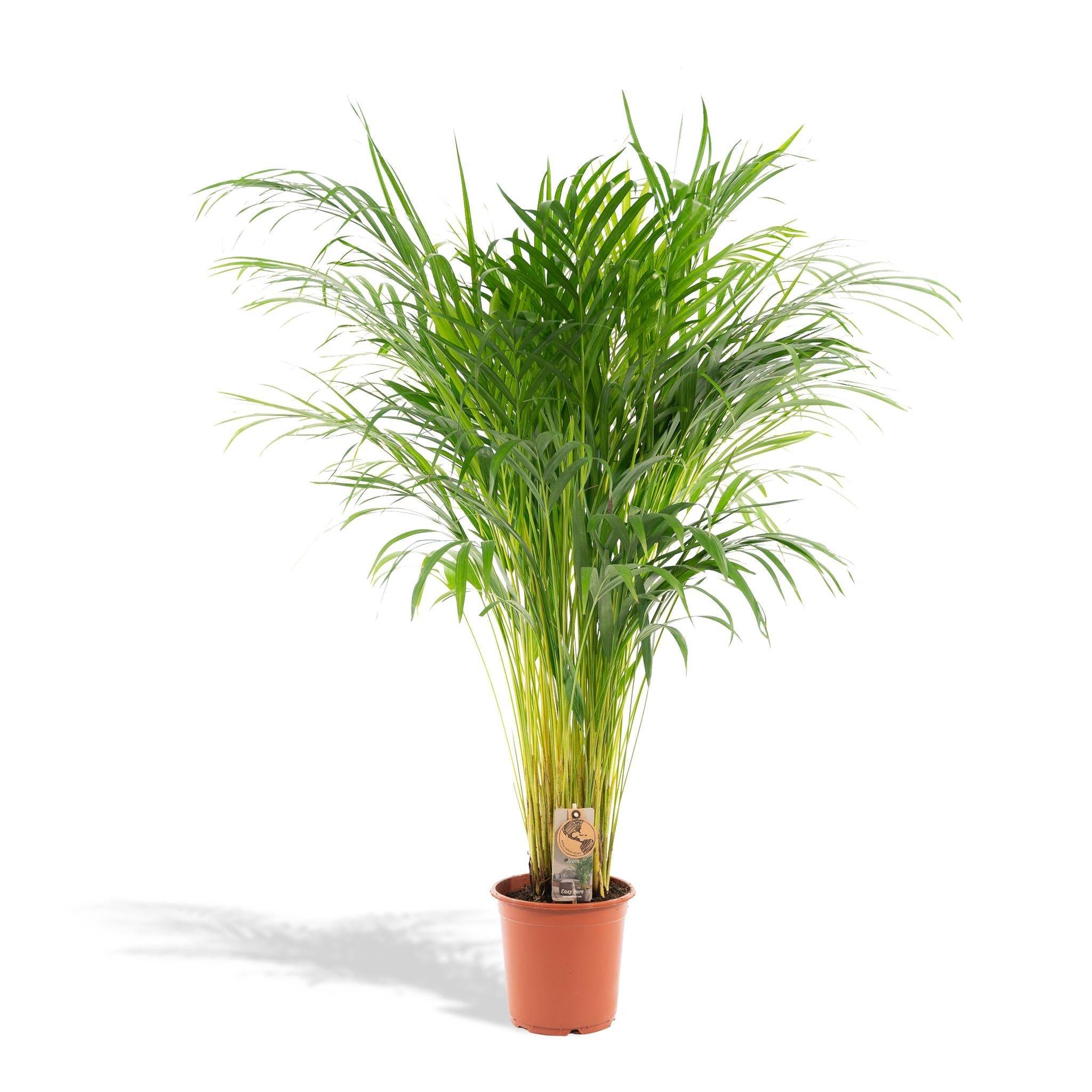 La Green Touch - Palmier Areca - Areca lutescens - Image 2