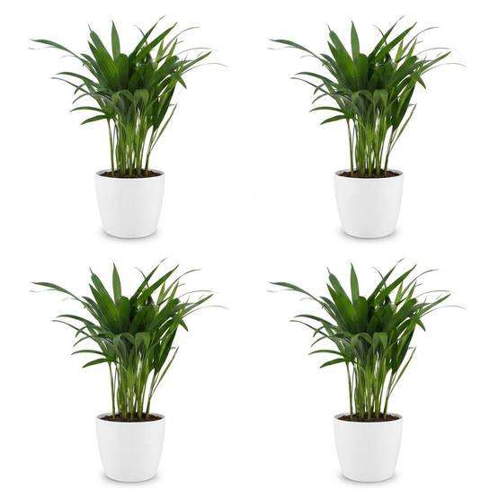 Palmier Areca - Dypsis lutescens - avec pot blanc - lot de 4 - Ø12cm - ↕45cm - Plantes d’intérieur - Image 2