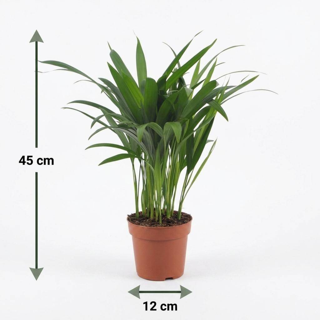 Palmier Areca - Dypsis lutescens - avec pot blanc - lot de 4 - Ø12cm - ↕45cm - Plantes d’intérieur - Image 5