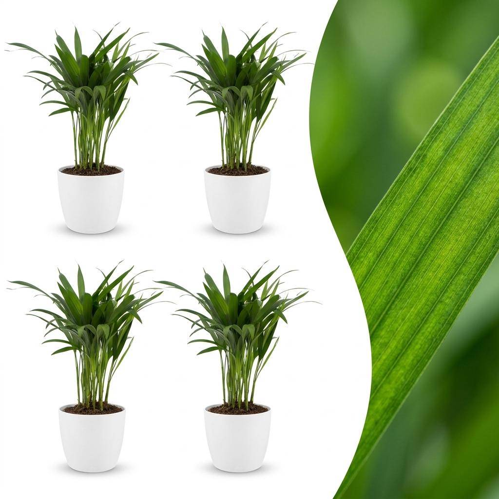 Palmier Areca - Dypsis lutescens - avec pot blanc - lot de 4 - Ø12cm - ↕45cm - Plantes d’intérieur