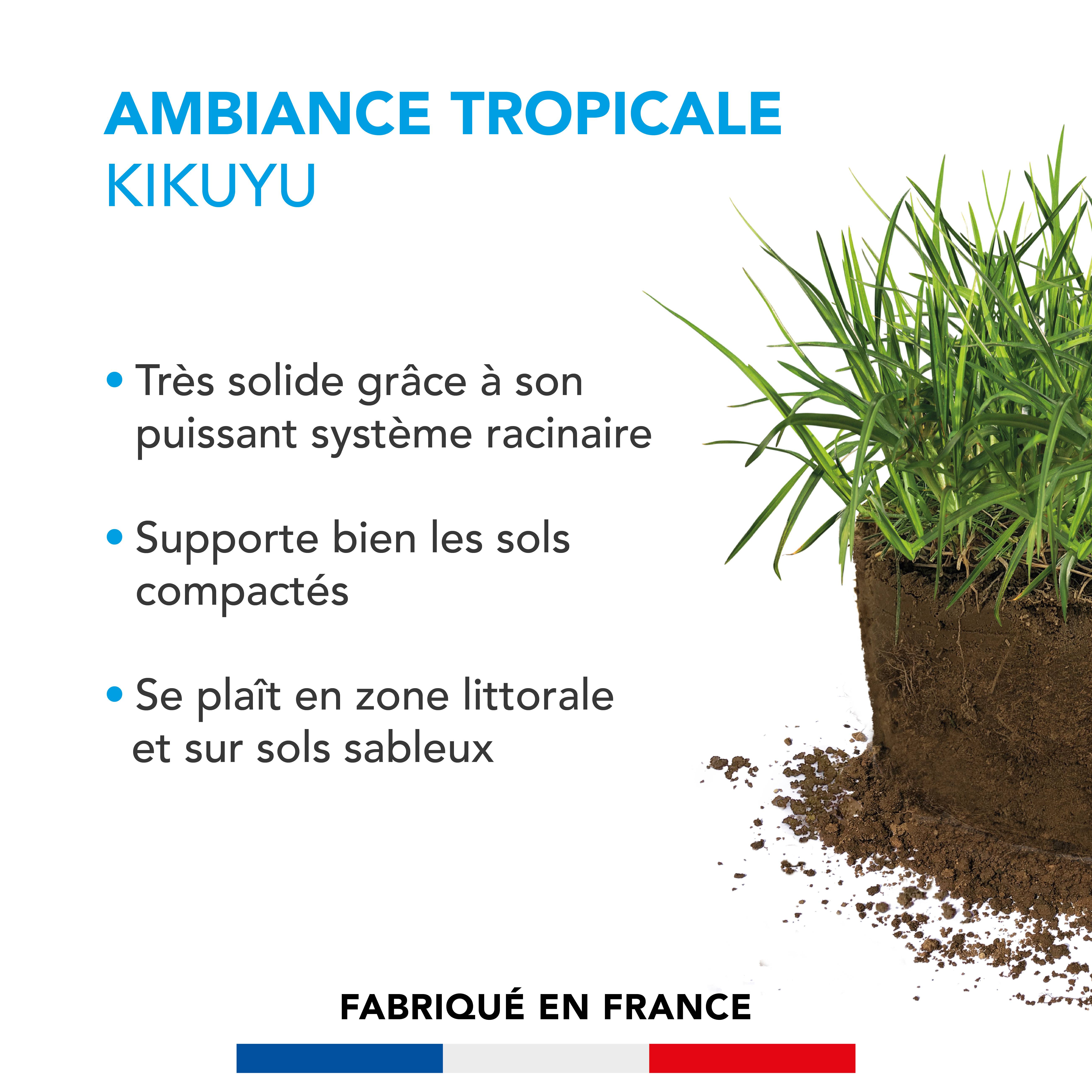 Pelouse Ambiance Tropicale - Kikuyu - Puissant Système Racinaire - Sols Compactés ou Sableux - Zone Littorale - 500G - BARENBRUG - Image 2