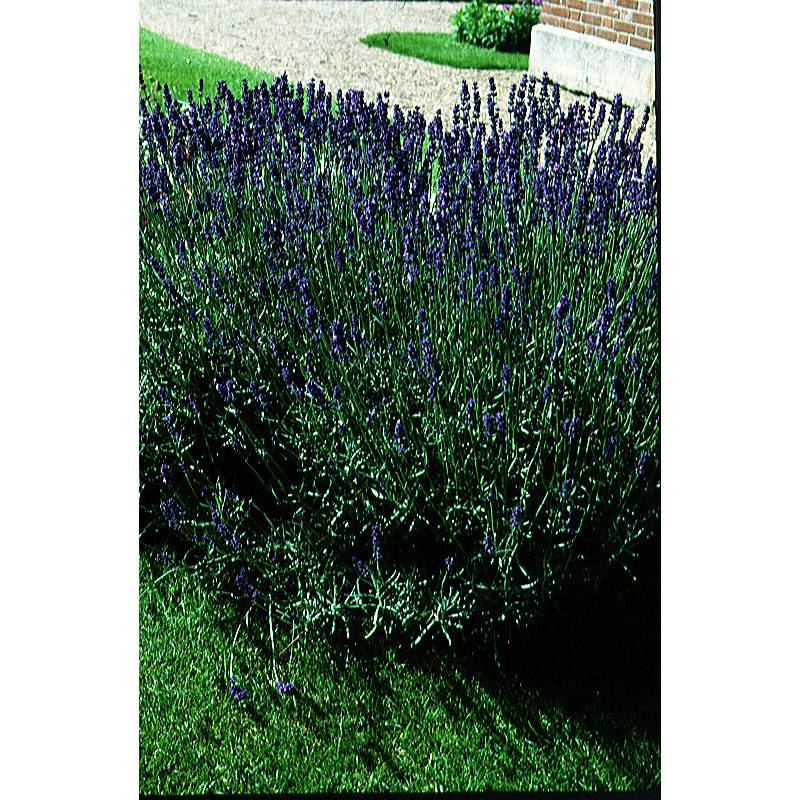 Lavande Vraie BIO le sachet de 150 graines environ (0,21g)