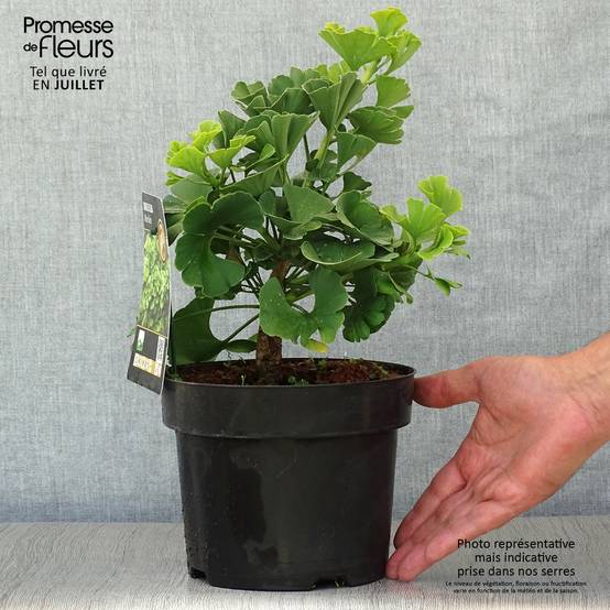 Ginkgo biloba Mariken - Arbre aux quarante écus nain Pot de 2L/3L, Buisson, Touffe - Image 2