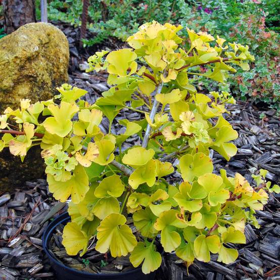 Ginkgo biloba Mariken - Arbre aux quarante écus nain Pot de 2L/3L, Buisson, Touffe - Image 1