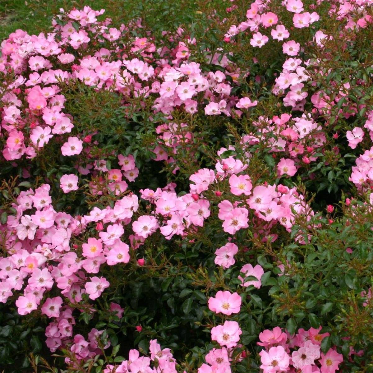 Rosier Fortuna Pot de 2L/3L