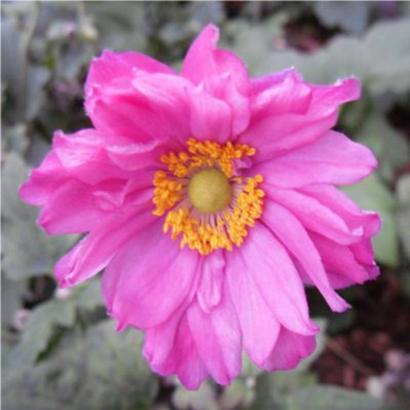 Anémone du Japon Prinz Heinrich - Anemone hupehensis Pot de 2L/3L