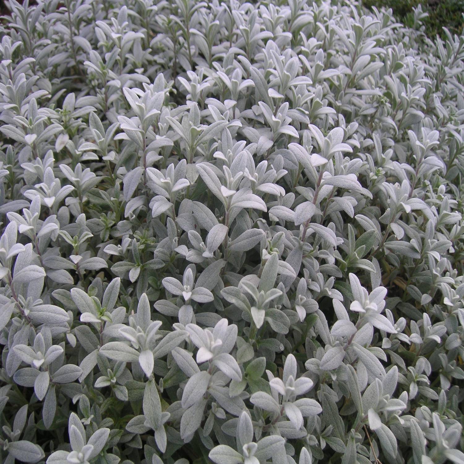 Promesse de Fleurs - Cerastium biebersteinii - Oreille de souris  Pot de 2L/3L