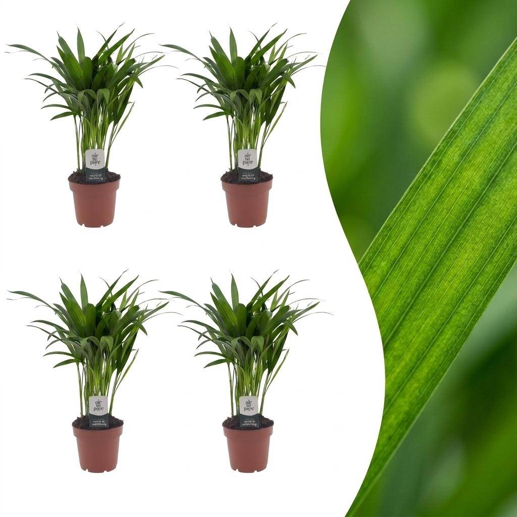 La Green Touch - Areca Lutescens - Palmier Areca - Lot de 4 plantes - Pot Ø12 cm, H 45 cm - Image 1