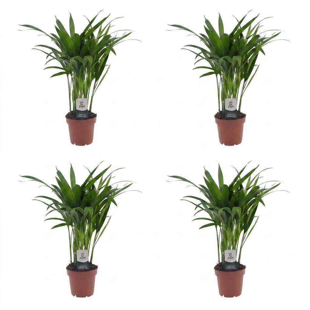 La Green Touch - Areca Lutescens - Palmier Areca - Lot de 4 plantes - Pot Ø12 cm, H 45 cm - Image 2