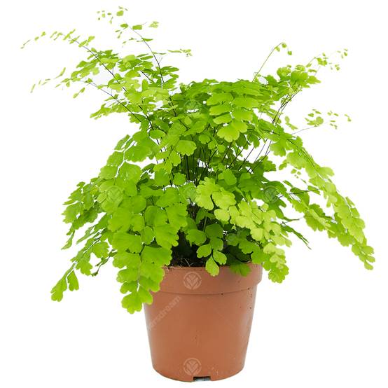 Gardenersdream - Adiantum Raddianum Fragrans Fougère Cheveux De Vénus Plante D'Intérieur Vivante En Pot De 12 Cm - GardenersDream - Image 1