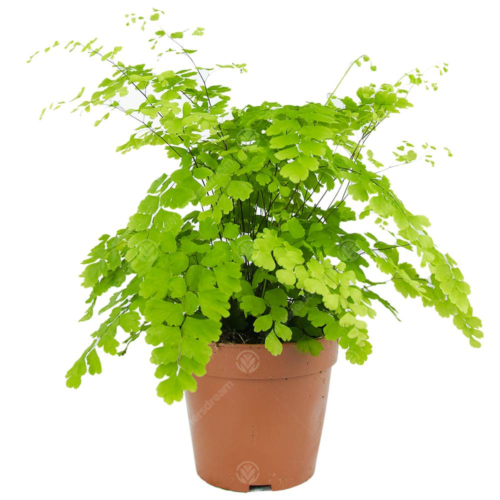 Gardenersdream - Adiantum Raddianum Fragrans Fougère Cheveux De Vénus Plante D'Intérieur Vivante En Pot De 12 Cm - GardenersDream - Image 1