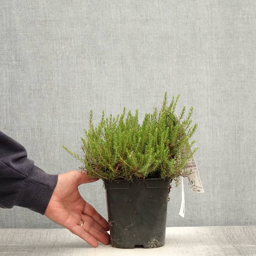 Bruyère des neiges - Erica carnea Myreton Ruby  Pot de 1,5L/2L - Image 2