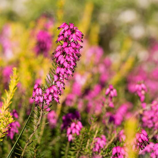 Bruyère des neiges - Erica carnea Myreton Ruby Pot de 1,5L/2L - Image 1