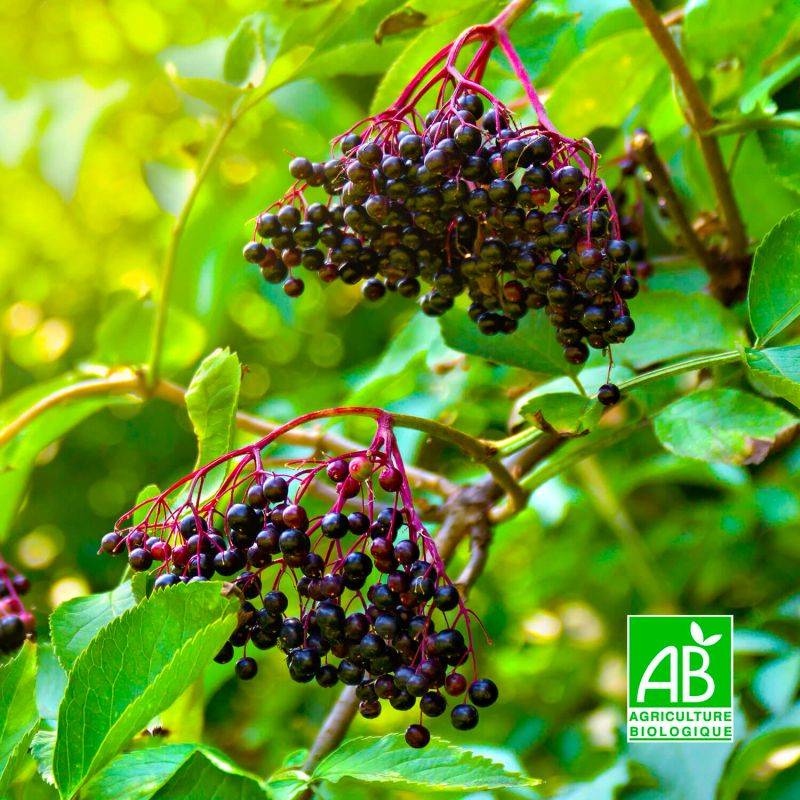Sureau noir 'Korsor' BIO (Sambucus nigra 'Korsor') - Godet 9cm - Pépinières Naudet - Imagen 1