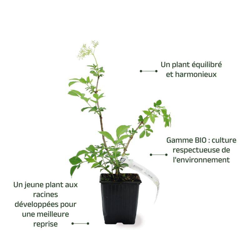 Sureau noir 'Korsor' BIO (Sambucus nigra 'Korsor') - Godet 9cm - Pépinières Naudet - Imagen 3