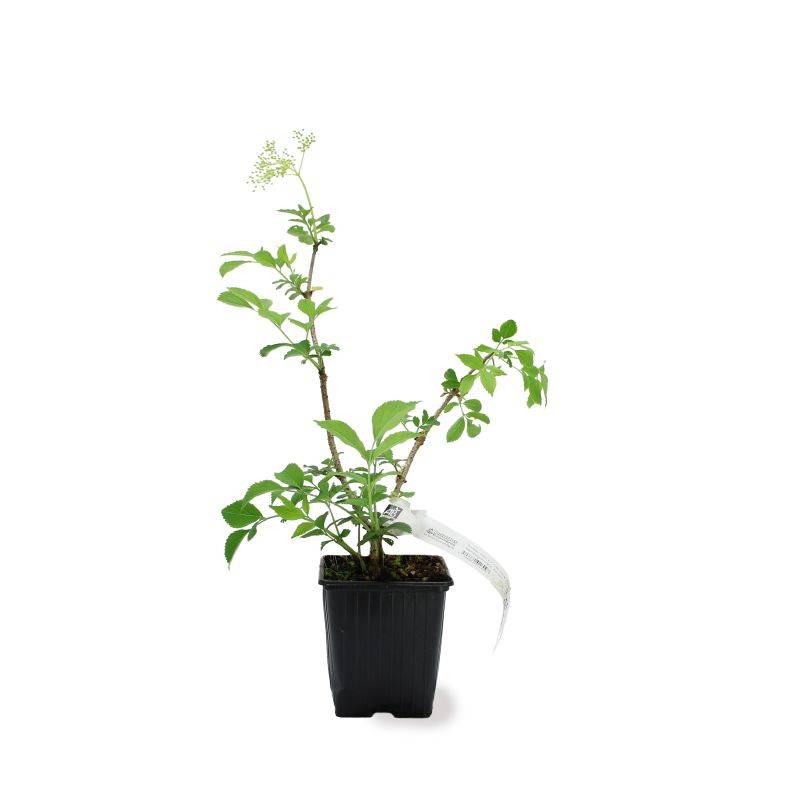 Sureau noir 'Korsor' BIO (Sambucus nigra 'Korsor') - Godet 9cm - Pépinières Naudet - Imagen 2