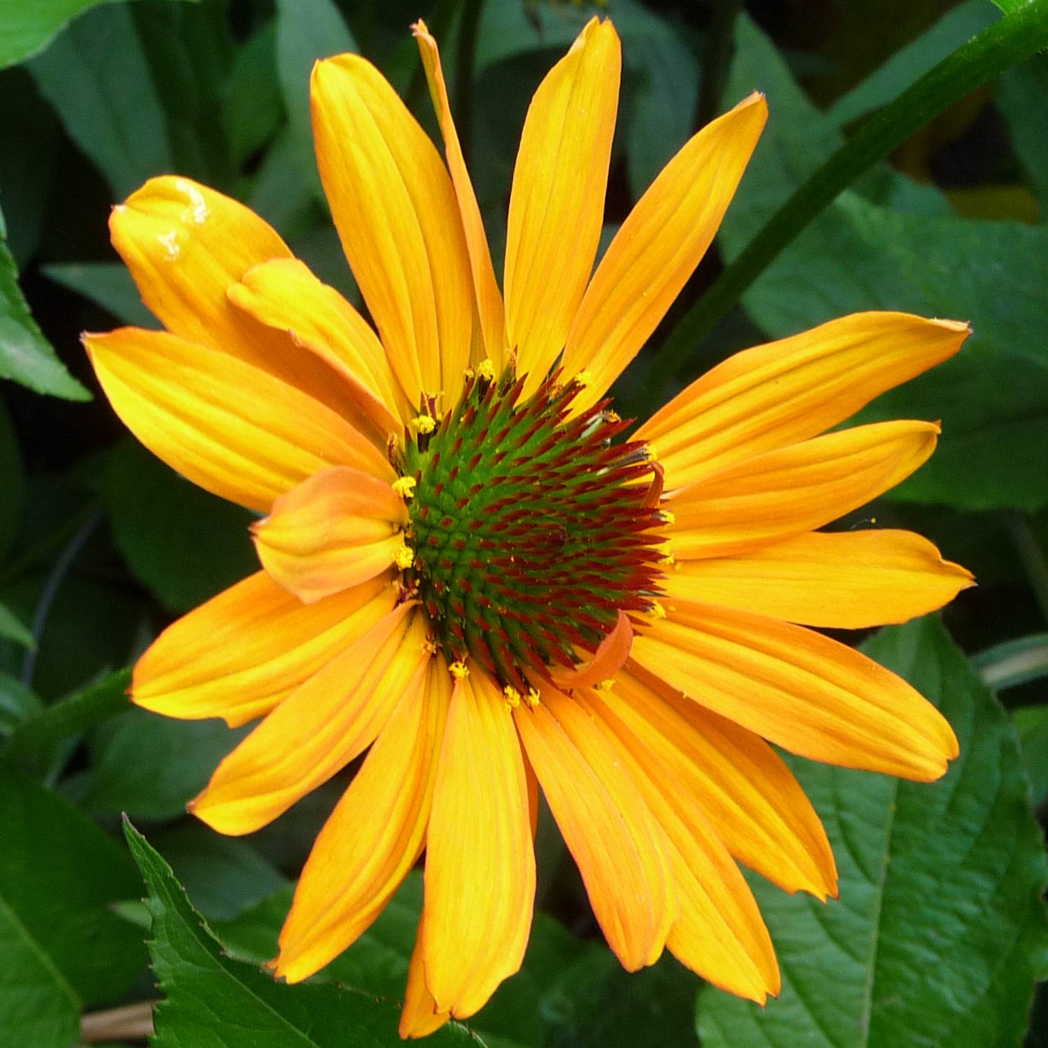 Echinacea Tiki Torch - Echinacée Godet de 8/9 cm