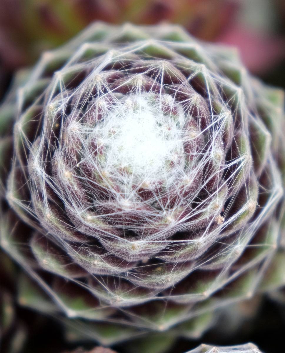 Sempervivum Chick Charms ® Cotton Candy - Joubarbe verte au cœur cotonneux Pot de 10 cm/11cm