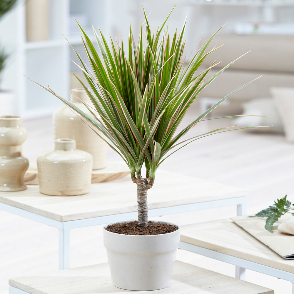 Gardenersdream - Dragonnier De Madagascar - Draceana Arbuste Tropical En Pot De 13Cm Idéal Pour La Maison Ou Le Bureau - GardenersDream - Imagen 1