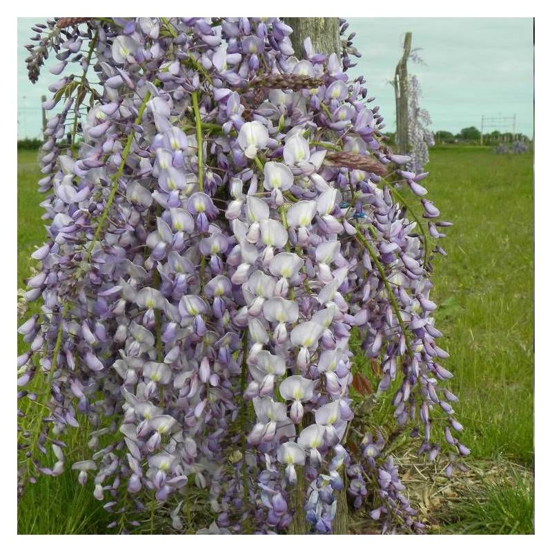 Glycine du Japon Lawrence à fleurs Blanche - feuillage Caduc - Godet - 5/10 cm-  hauteur à maturité De 5,00 m à 10,00 m - Imagen 3