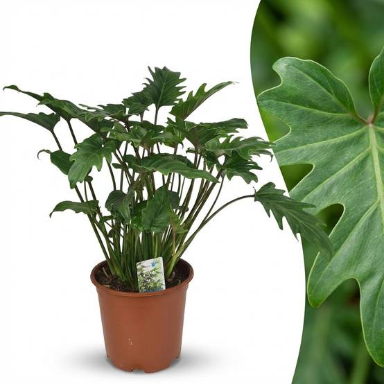 La Green Touch - Philodendron Xanadu - D19 H60cm - Image 3