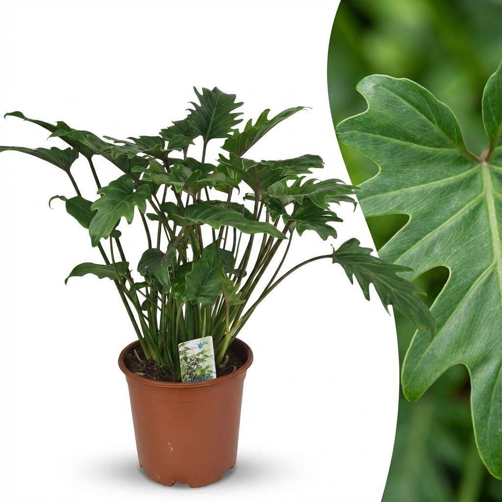 La Green Touch - Philodendron Xanadu - D19 H60cm - Image 3