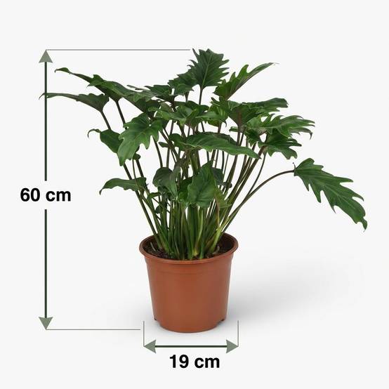 La Green Touch - Philodendron Xanadu - D19 H60cm - Image 5